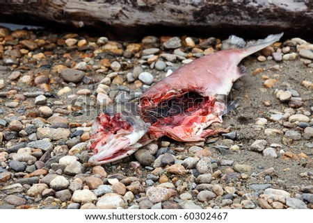 Dead Salmon during spawning, partially eaten by wild animals