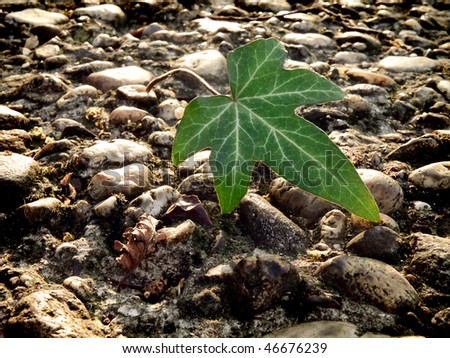 single ivy leaf on gravel background with natural lighting