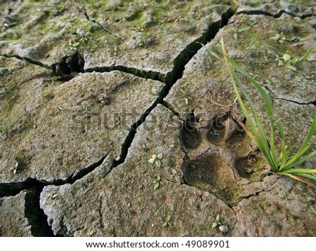 dog paw footprint close up in cracked dry ground