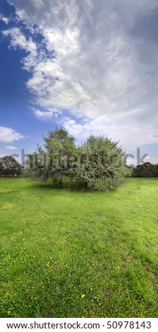 vertical panorama image of grass field and blooming tree at spring