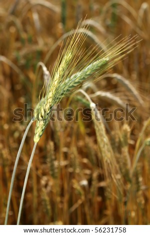 wheat crop closeup with out of focus wheat field background