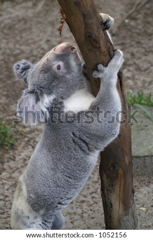 Climbing Koala