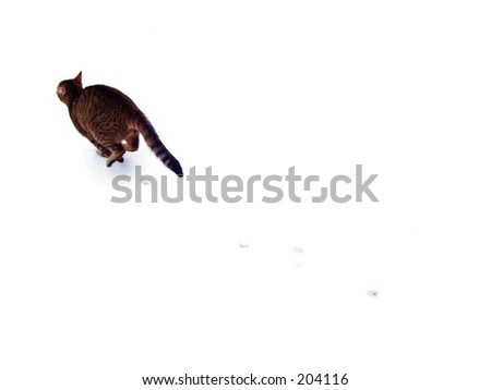 Cats Running Away