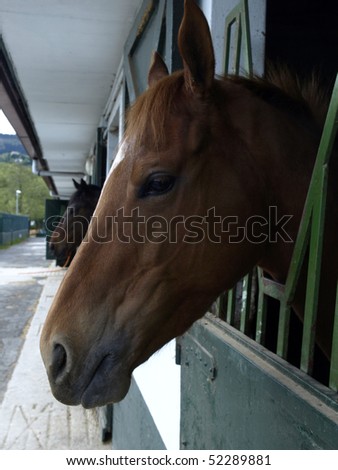 racehorse in its stable