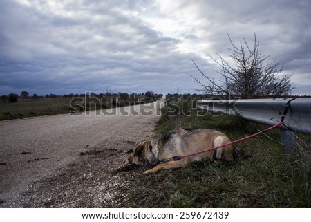 Abandoned Dog Tied with a Leash on a Guard Rail