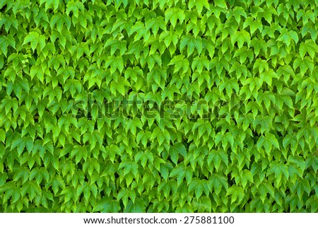 Wall Covered with Green Parthenocissus Tricuspidata Leaves, also known as Boston Ivy