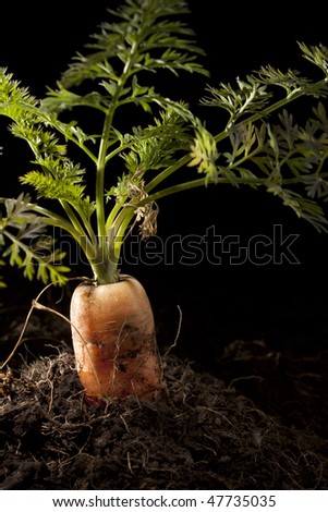 Carrot Planted in Soil
