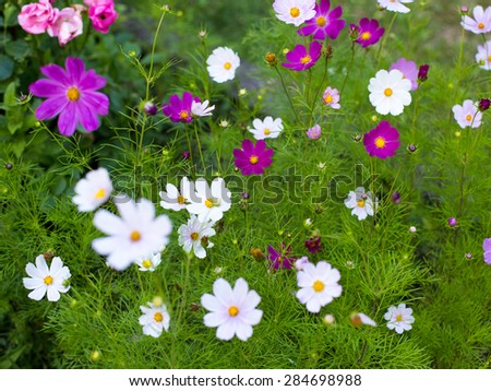 Summer flower garden