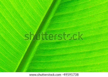 Green palm-leaf with its structure