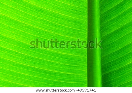 Green palm-leaf with its structure