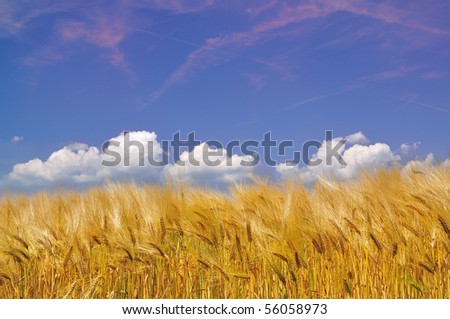 Golden Cornfield before harvest. Different clouds are in the blue sky.