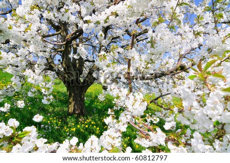 Beautiful blooming cherry tree