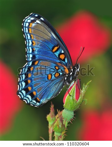 Profile View Of A Beautiful Red- Spotted Purple Butterfly (Limenitis Arthemis) On A Red Rose Bud.