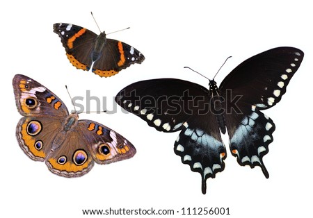 Three interesting butterflies isolated on a white background.