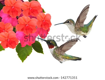 A pair of Ruby-throated Hummingbirds (Archilochus colubris) at impatiens flowers isolated on a white background.
