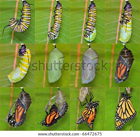 monarch caterpillar clipart. stock photo : Monarch