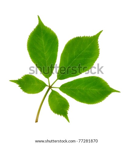 Ginseng Leaf