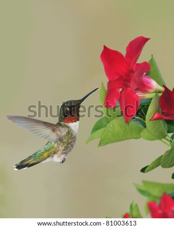 Male Ruby-throated Hummingbird (Archilochus colubris) at mandevilla flowers.