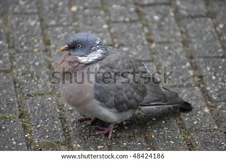 potrait of wood pigeon  resting on concrete road