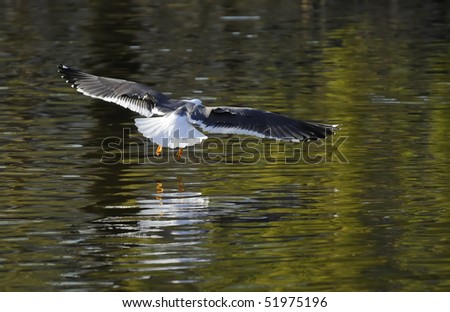 Open wing Lesser Black-backed gull landing on wave lake with its own reflection