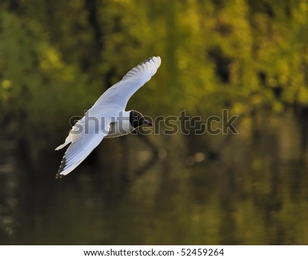 Black headed gull soaring on a green lake