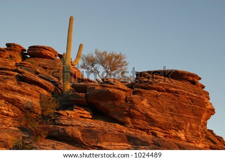 Sunset Desert Scene