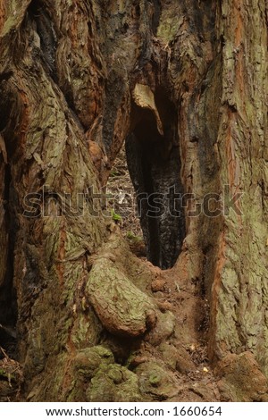 Redwood Tree Hole