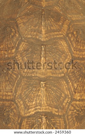 Turtle Shell background