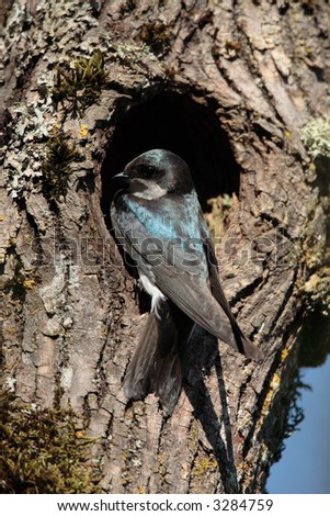 Tree Swallow at nest hole - Tualatin River National Wildlife Refuge