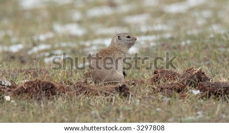 Wyoming Ground Squirrel - Rocky Mountain National Park