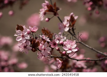 Cherry Blossom Twig with Soft Bokeh Background