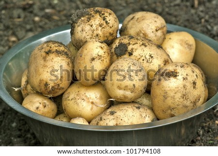 New potatoes in stainless steel pan in the vegetable garden.