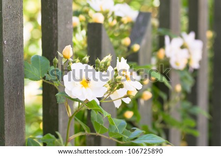 White climbing rose grows at a wooden fence.