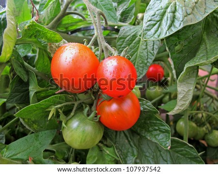 Plant with red and green tomatoes in bio dynamic cultivation.