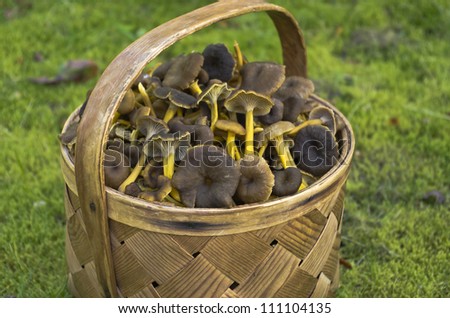 Funnel chanterelles in wooden basket.