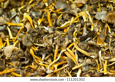 Closeup of freshly picked funnel chanterelles.