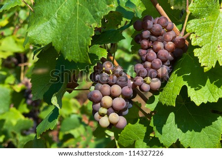 Bunches of blue grapes at a vineyard in the Moselle Valley in Germany.