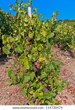 Bunches of red grapes at a vineyard in the Moselle Valley in Germany.