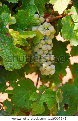 Bunches of grapes at a vineyard in the Moselle Valley in Germany.