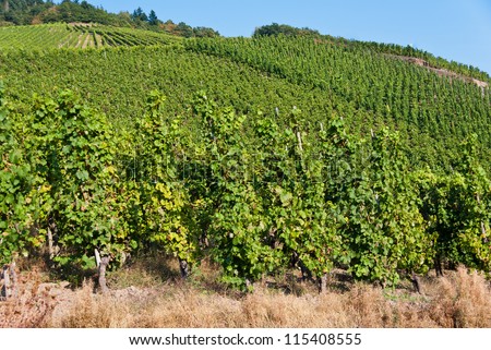 Agricultural landscape with vineyards in Germany.