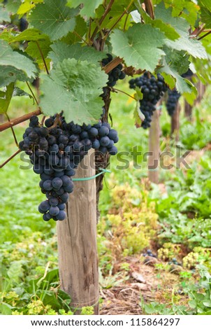 Bunches of blue grapes at a vineyard in the Moselle Valley in Germany.