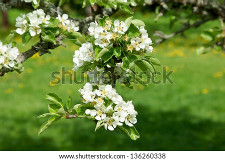 Branch with pear blossom in spring.