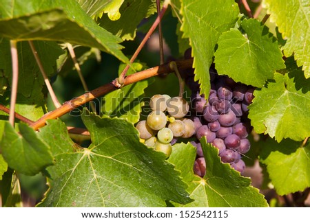 Bunches of red grapes at a vineyard in the Moselle Valley in Germany.