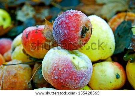 Heap of fallen frozen apples in winter.