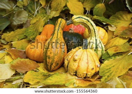 Pumpkins for decoration among fallen leaves in fall.