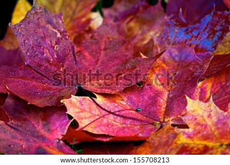 Wet red maple leaves on the ground in fall.