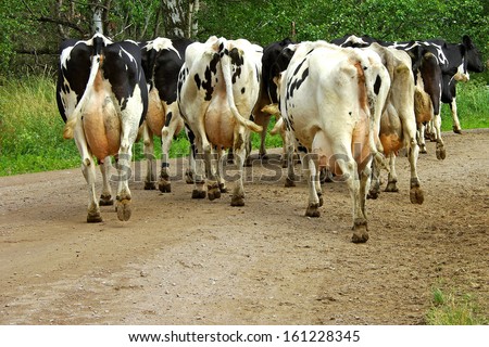 Cows on the dirt road on the way to be milked in the evening.