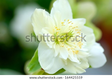 Closeup of Christmas rose plant with white flower.