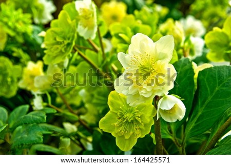 Christmas rose plant with flowers in white and green.