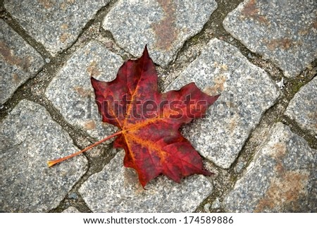 One red maple leaf on cobble stone ground in fall.